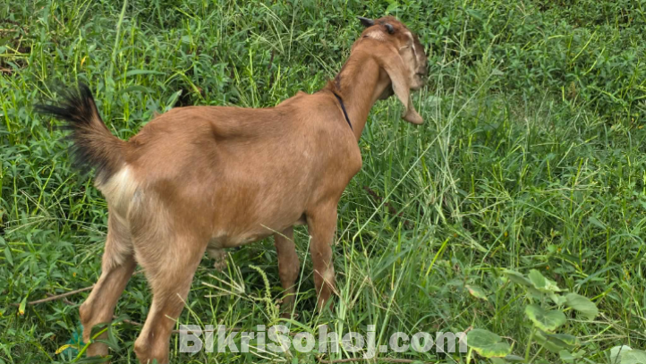 কোরবানির খাসি।